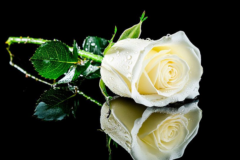 White rose with reflection by Imperial Art House