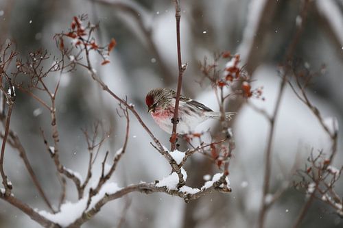Large Barmsijs in the snow