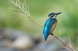 IJsvogel von Elise Daanen