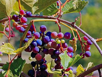 Prachtige kleuren van de druiven in de Ardèche van Alice's Pictures