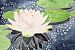 Roze lotusbloem in sprankelend water (aquarel schilderij bloemen planten yoga boeddhisme vijver) van Natalie Bruns