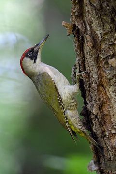 Green Woodpecker ( Picus viridis ), perched on a tree trunk, clinging, typical pose, Europe. van wunderbare Erde