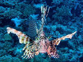 Lionfish in attack mode by Martin Opladen