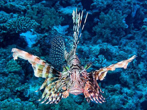 Lionfish in attack mode