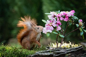 heerlijke bloemen