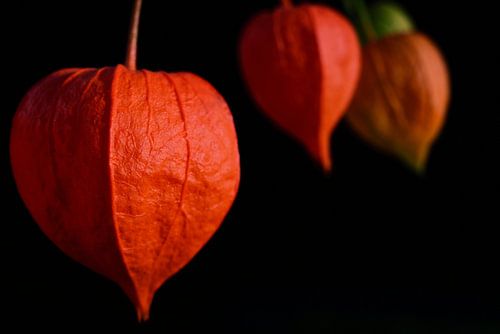 Lampionbloemen tegen een donkere achtergrond
