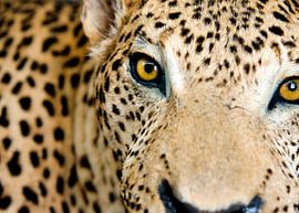 Africa by Liesbeth Govers voor Santmedia.nl