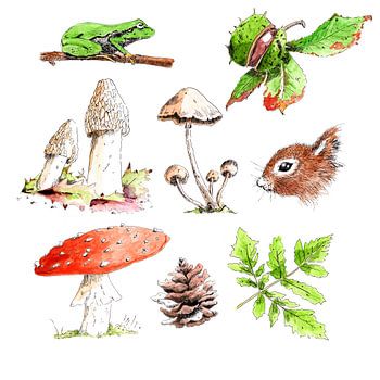 Pencil and water colour illustrations for nature forest