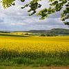 Champs de colza jaune dans l'Eifel allemand près de Gerolstein sur My Footprints