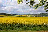 Gelbe Rapsfelder in der deutschen Eifel bei Gerolstein