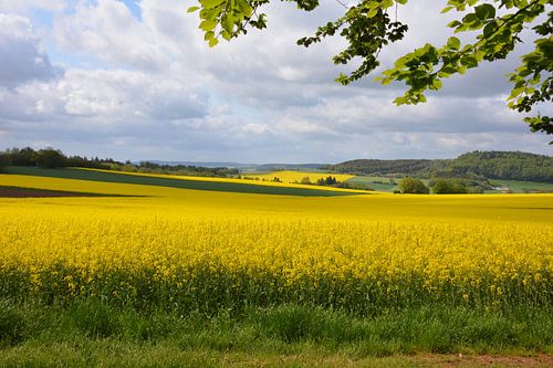 Gele koolzaad velden in de Duitse Eifel bij Gerolstein
