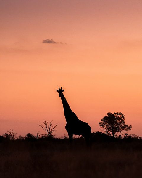 Dans la nuit par Jeroen van Rooijen