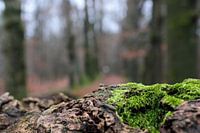Boswandeling