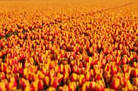 Weiche Linien, subtile Schönheit: Ein weiterer Blick auf das Tulpenfeld von Karin van Es Miniaturansicht