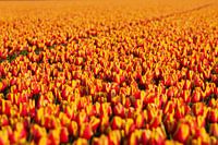 Weiche Linien, subtile Schönheit: Ein weiterer Blick auf das Tulpenfeld