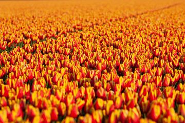 Weiche Linien, subtile Schönheit: Ein weiterer Blick auf das Tulpenfeld