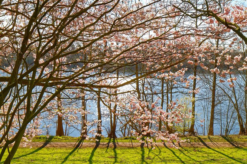 Cerisiers en fleurs au lac d'Uettelsheim à Duisbourg (7-54063) par Franz Walter