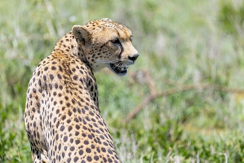 Portrait du guépard