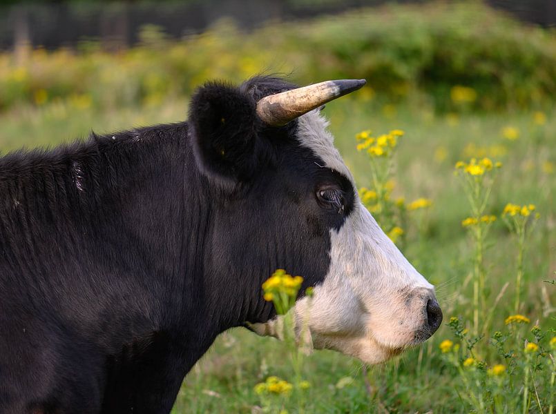 cow in profile by Tania Perneel