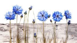 Cornflowers rustic