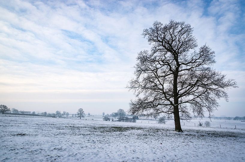 Winterlandschap met eenzame boom van Gijs Rijsdijk