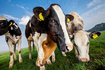Nieuwsgierige grazende koeien van dichtbij van Marcel Bakker