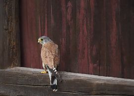 Young red kite on the lookout
