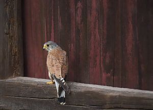 Jungvogel Wanderfalke auf der Lauer