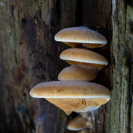 Champignons sur du vieux bois – Macro botanique organique sur Natalia Gebauer Studio