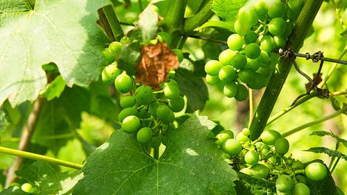 Druiven in rijke kleuren. De wijnstokken met de druiven zijn rijp.
