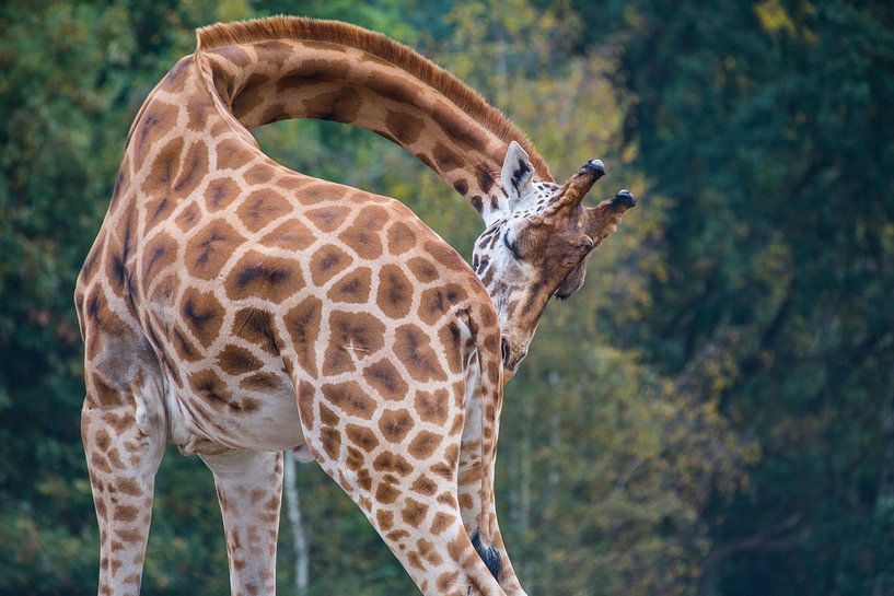 Giraffe heeft jeuk van melvin leloup