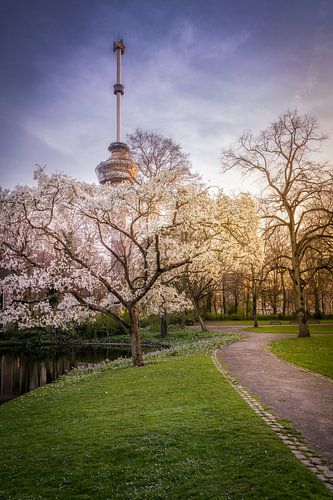 The Euromast surrounded by blossoms in Rotterdam Netherlands