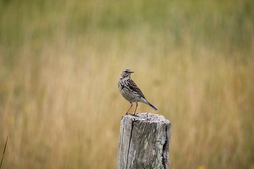 Zanglijster op Terschelling