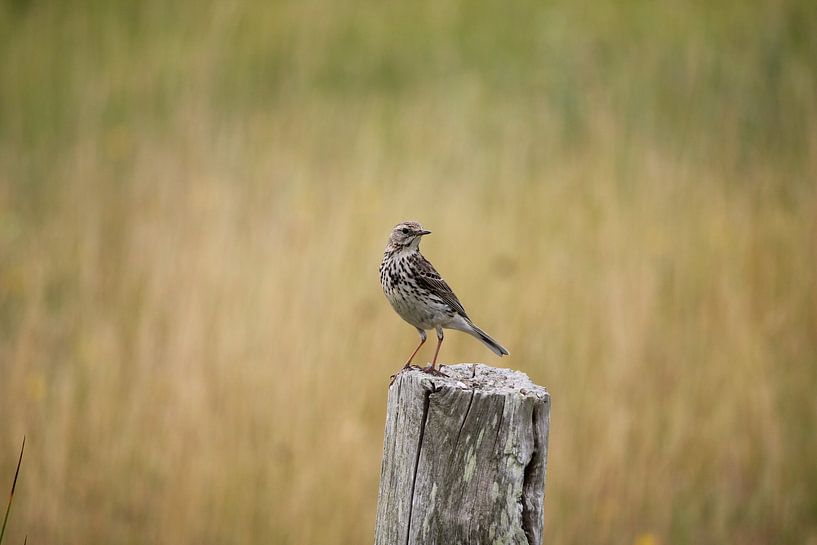 Zanglijster op Terschelling von Nynke van der Ploeg