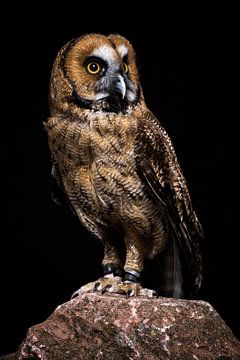 Beautiful posing Owl.