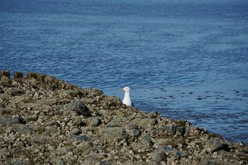 Section de plage surveillée sur Nadine Gutmann