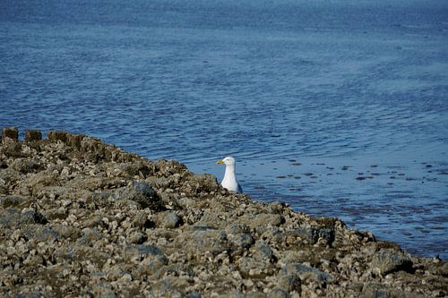 Section de plage surveillée