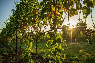 Vineyard at sunrise by Annemarie Goudswaard