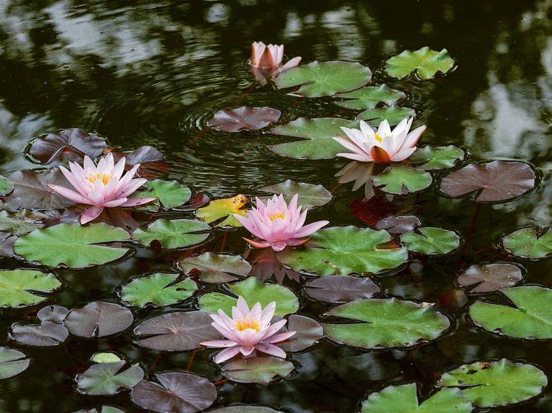 Roze waterlelie van ManfredFotos