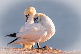 Synchron von Klazina van den Herik