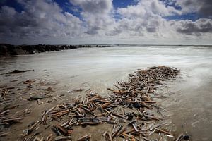 Coquillages sur la plage