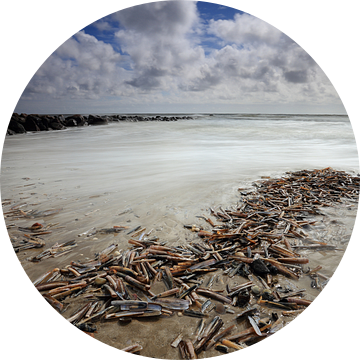 Schelpen op het strand