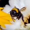 Bumblebee flies close to yellow flower by Marcel Krol
