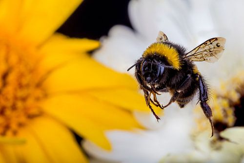 Bumblebee flies close to yellow flower