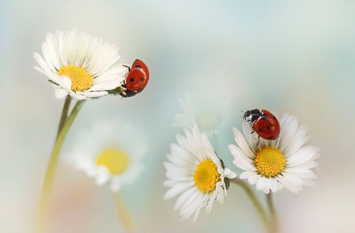 Lente....