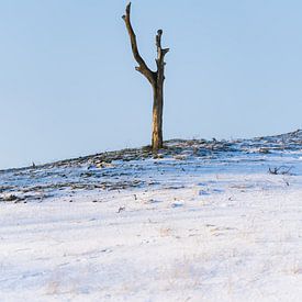 Un arbre sur une pente enneigée sur zeilstrafotografie.nl