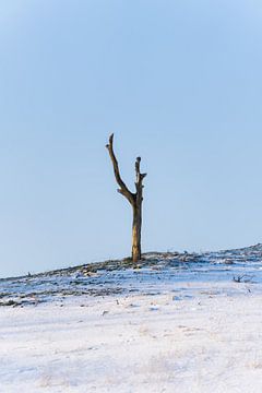 Een boom op een besneeuwde helling van zeilstrafotografie.nl