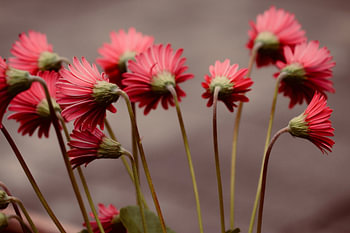 Close-up rode gerbera's met lange stengel