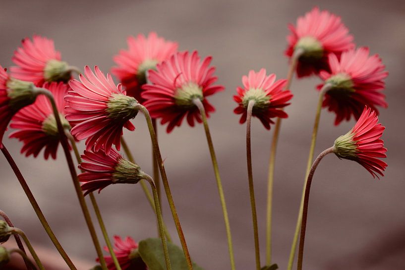Close-up red gerberas with long stems by Klik! Images