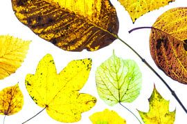 Kleurrijke herfstbladeren op een witte achtergrond van Carola Schellekens